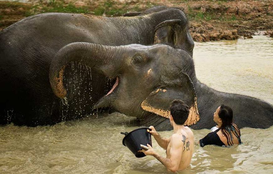 Elephant Jungle Sanctuary Pattaya