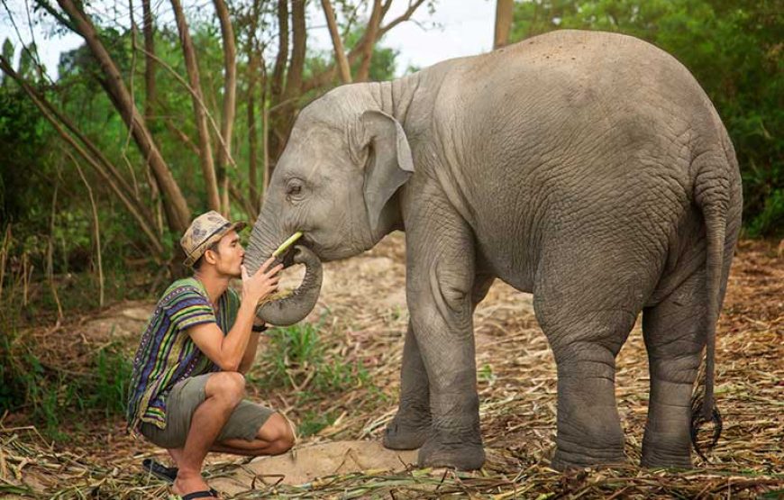 Elephant Jungle Sanctuary Pattaya