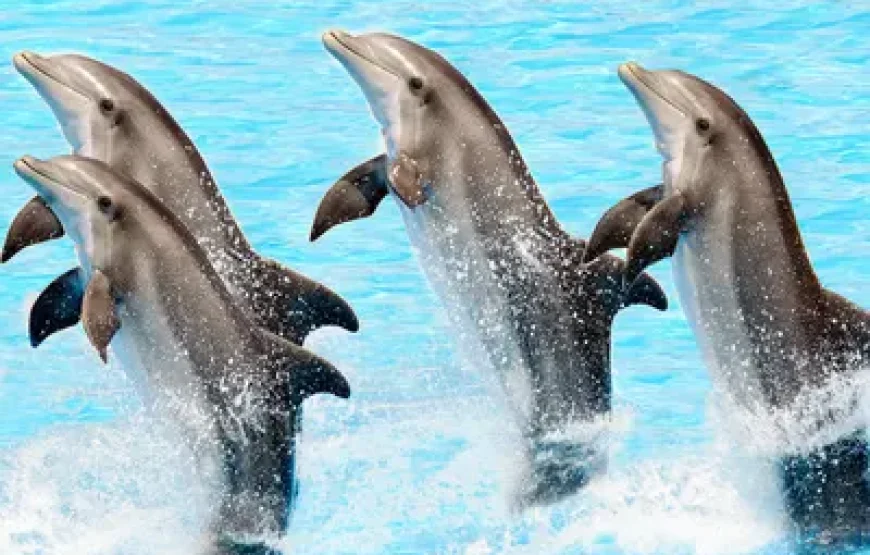 Dolphinarium Show Pattaya