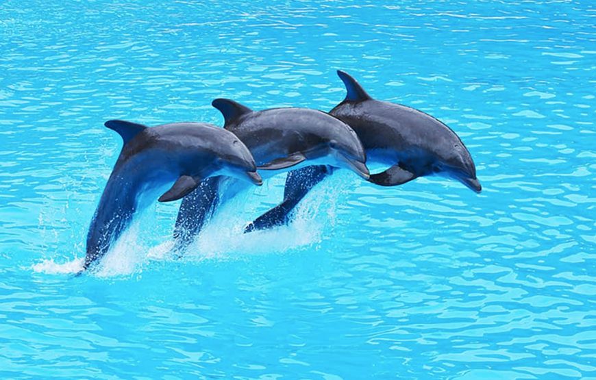 Dolphinarium Show Pattaya