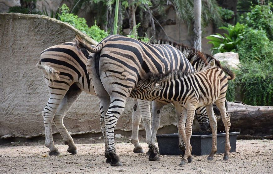 Khao Kheow Open Zoo