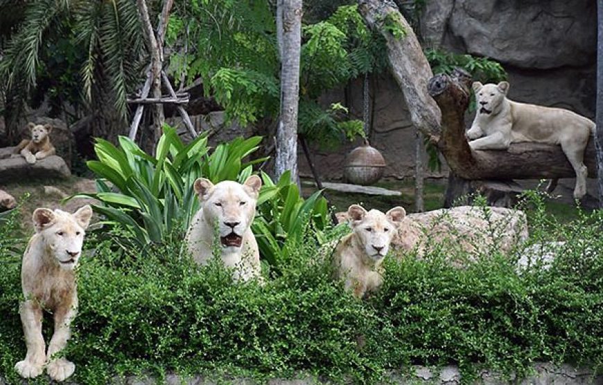 Khao Kheow Open Zoo