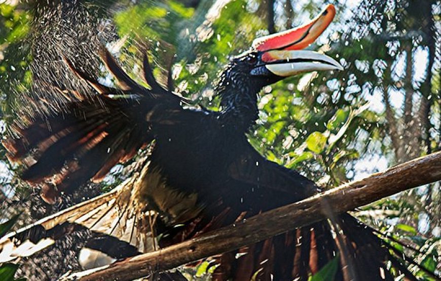 Khao Kheow Open Zoo