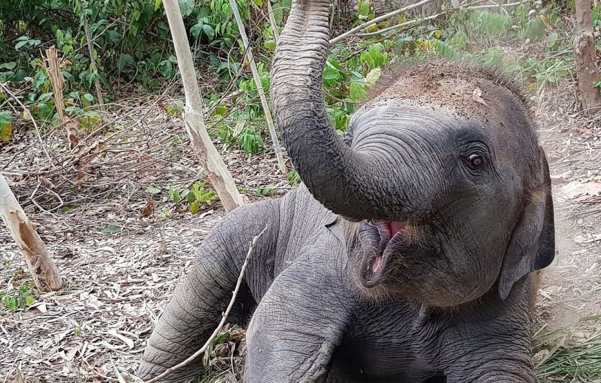 Elephant Jungle Sanctuary Pattaya