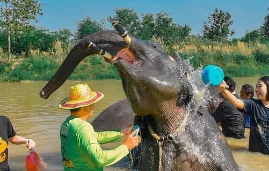 Elephant Jungle Sanctuary Pattaya