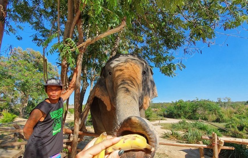 Elephant Jungle Sanctuary Pattaya