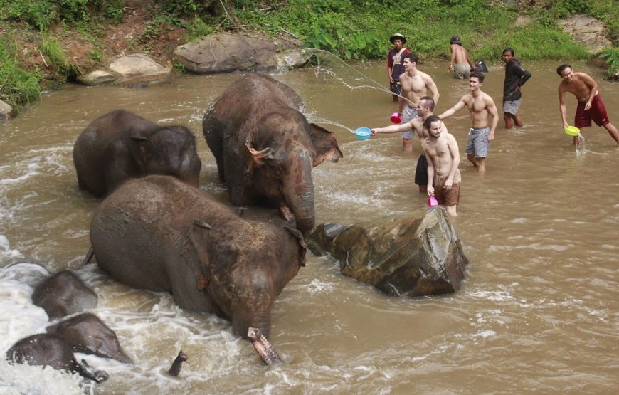 Elephant Jungle Sanctuary Pattaya