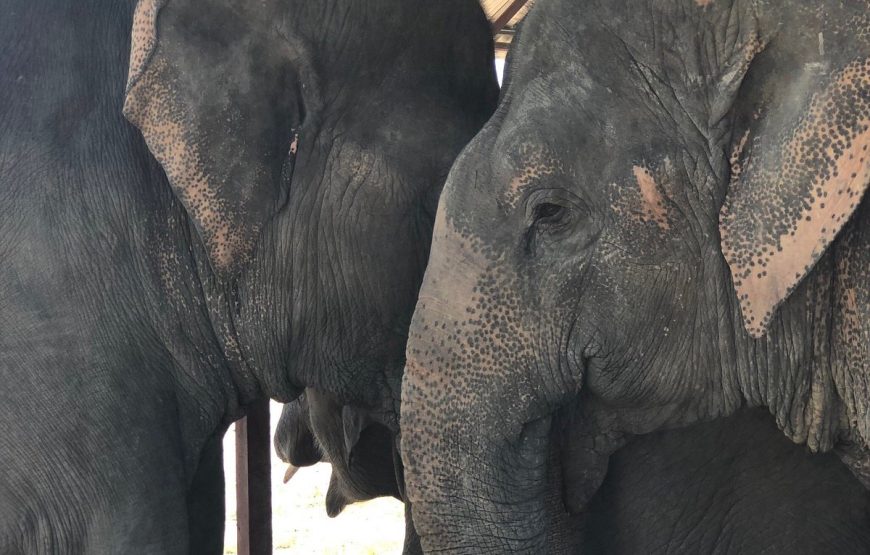 Elephant Jungle Sanctuary Pattaya