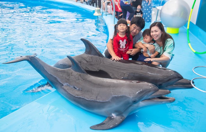 Dolphinarium Show Pattaya