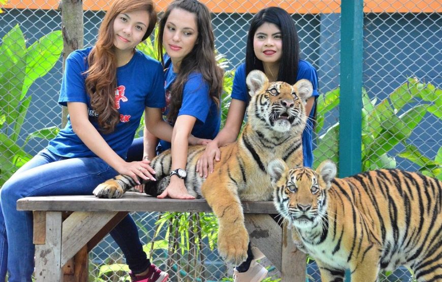 Tiger Park Pattaya