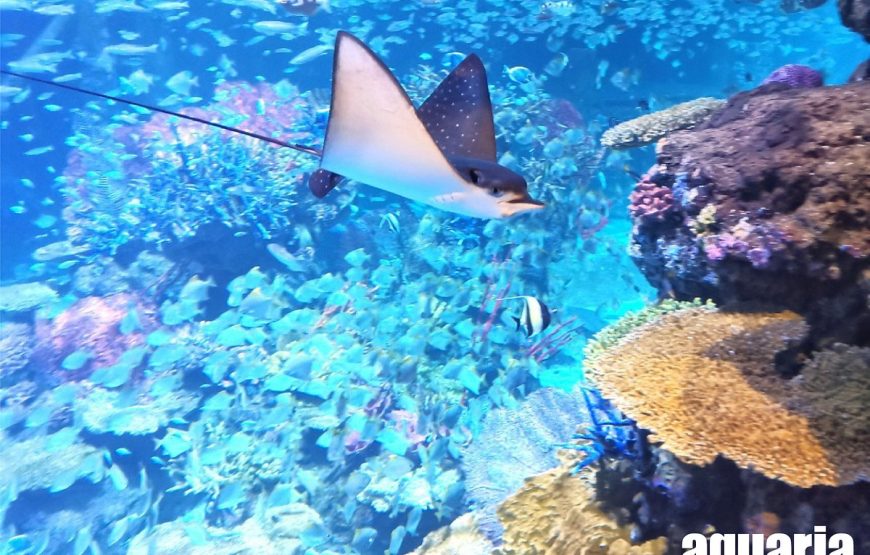 Aquaria Phuket