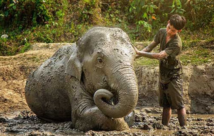 Elephant Jungle Sanctuary Pattaya