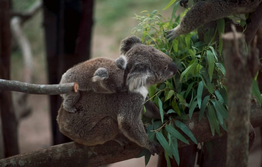 Khao Kheow Open Zoo