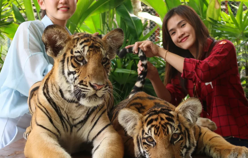 Tiger Park Pattaya