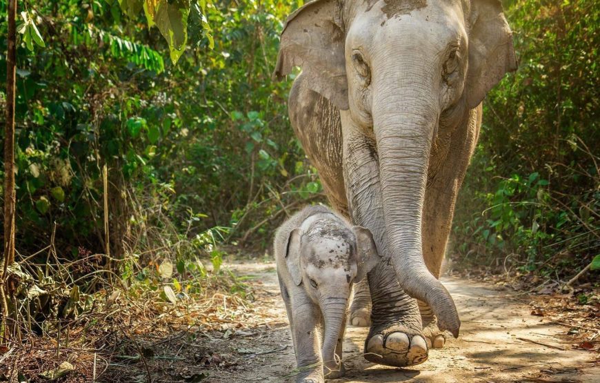 Elephant Jungle Sanctuary Phuket Experience