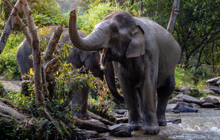 Elephant Jungle Sanctuary Phuket Experience