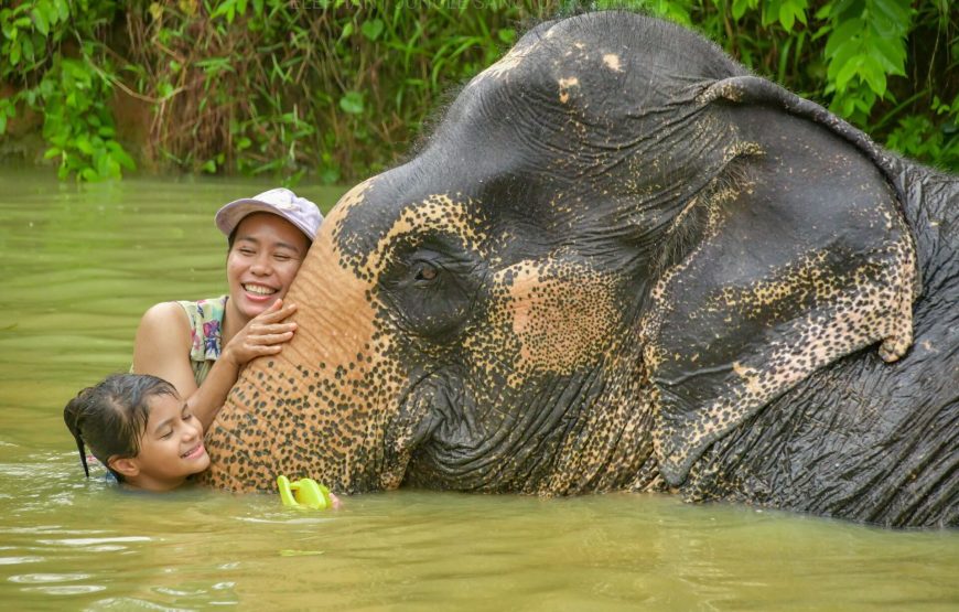 Elephant Jungle Sanctuary Phuket Experience