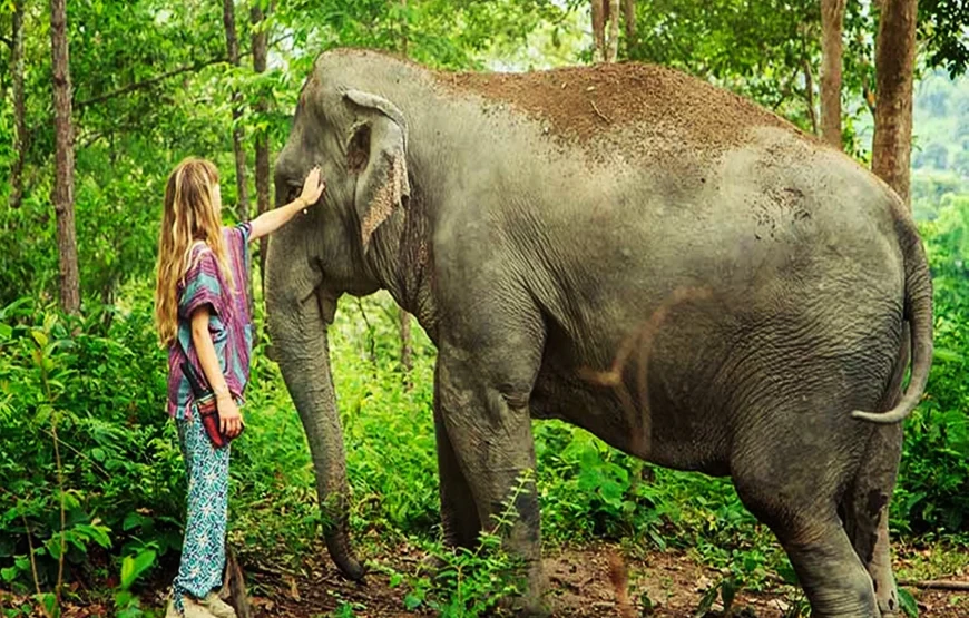 Elephant Jungle Sanctuary Phuket Experience