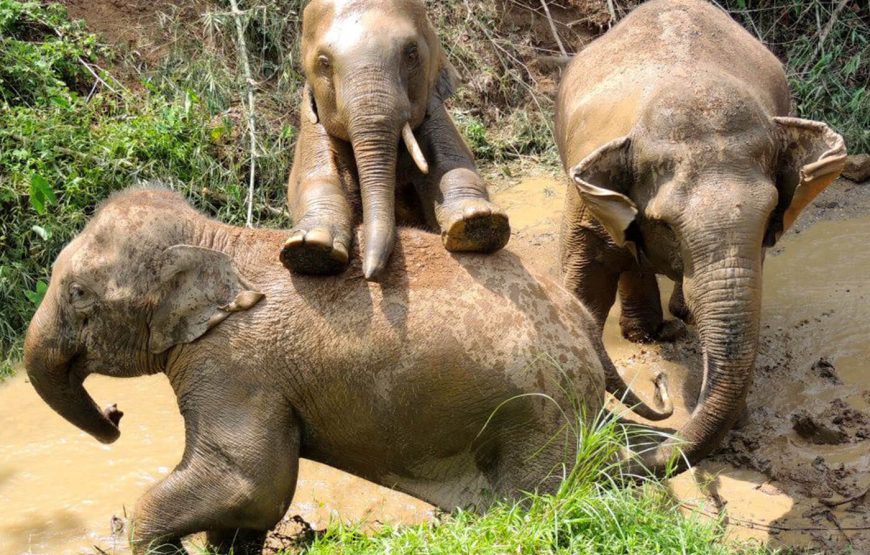 Elephant Jungle Sanctuary Phuket Experience