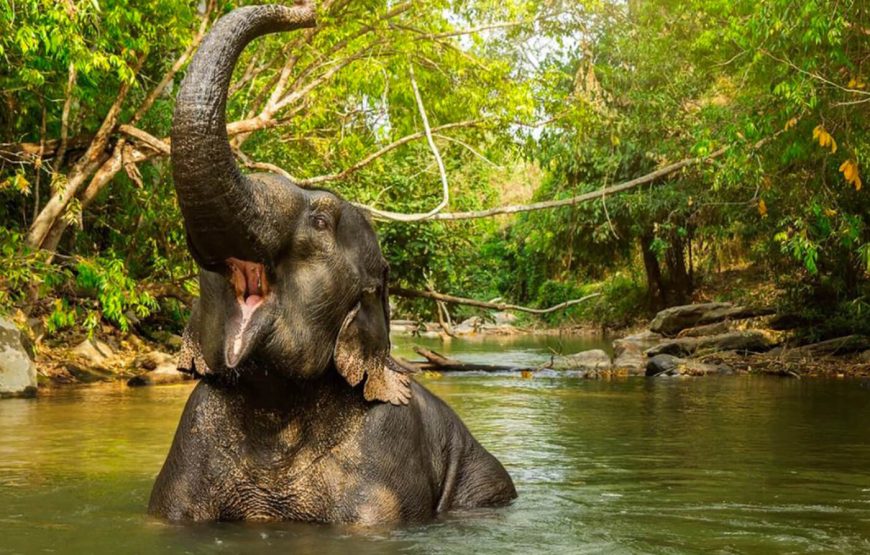 Elephant Jungle Sanctuary Phuket Experience