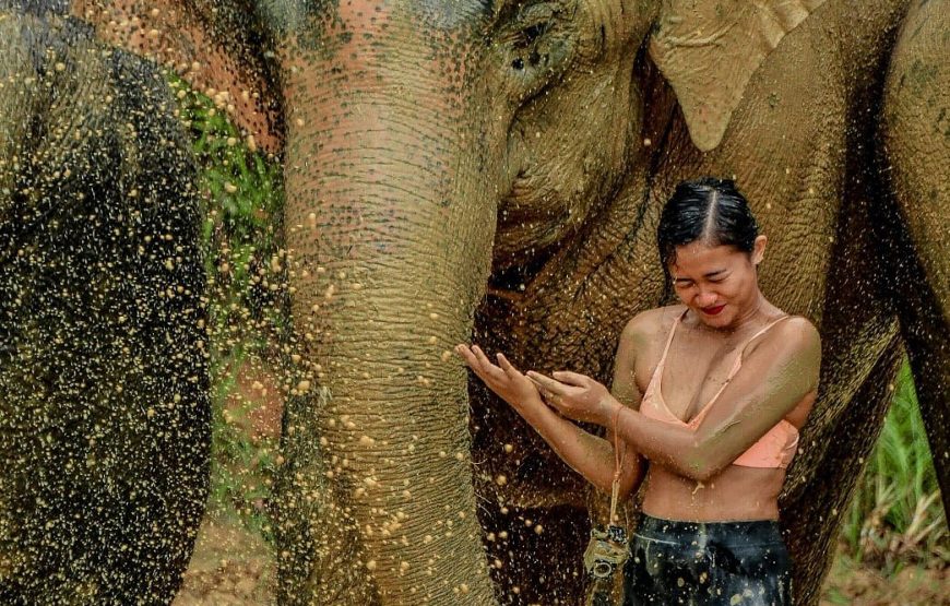 Elephant Jungle Sanctuary Phuket Experience