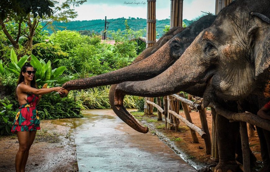 Elephant Jungle Sanctuary Phuket Experience