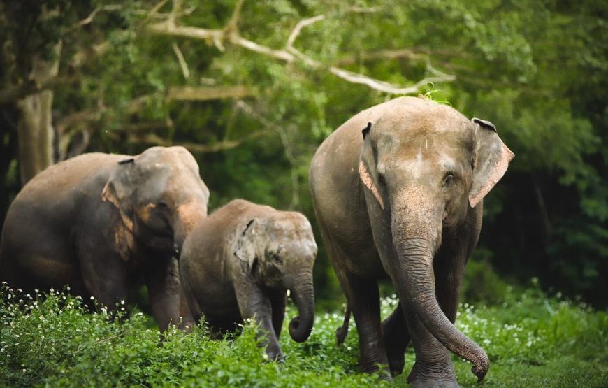 Elephant Jungle Sanctuary Phuket Experience