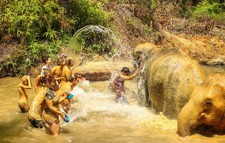 Elephant Jungle Sanctuary Phuket Experience